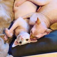 Samantha Berg (@sam10k) 's Twitter Profile
