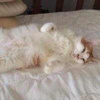 Alponco (@alponco82) 's Twitter Profile