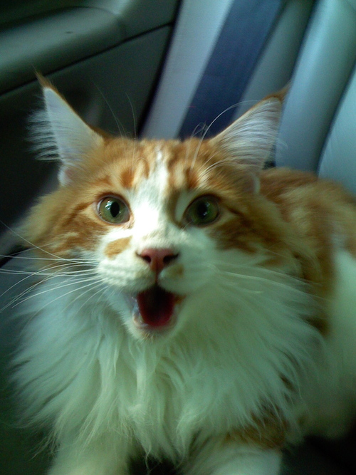 I'm a fat maine coon cat that loves to be pampered. My hobbies include eating garbage/my own hair, biting/kicking people and knocking over cups full of water.