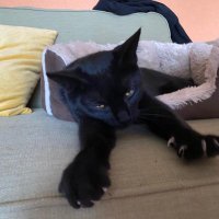 Miko the Mitten ft. Sadie (@mikosadie) 's Twitter Profile