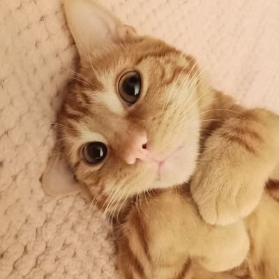 @Altesse64