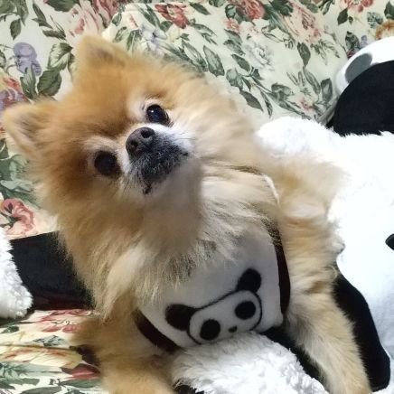 パンダさん🐼が
好きすぎ みみこです🌱
憧れの先生に羊毛フェルトを習って
勉強中。日々の成長をupしています🐼
お出かけは いつも 製作した
みみこタンズと一緒です。