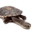 Prof Ricky Spencer 🆒️ (@prof_turtleau) Twitter profile photo Prof Ricky Spencer 🆒️ (@prof_turtleau) Twitter profile photo