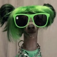 zibidi kurbağa (@onepoople) Twitter profile photo