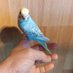 Rsrbudgies1