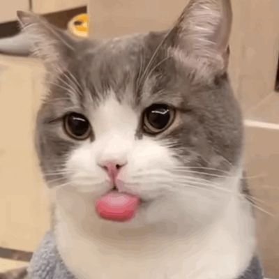 konekoAyaka🔞さんのプロフィール画像