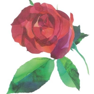 わんこさんのプロフィール画像