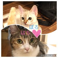 『はちぽろ日記』❤️フォロワー1,000人目指して❤️＠youtube・ブログ～コツコツ更新中～ (@hachi_cat_hachi) Twitter profile photo