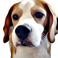 Asensado (@x_asensado) 's Twitter Profile