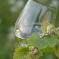 EU4BCC - Wine Consortium (@eu4bcc_wine) 's Twitter Profile Photo