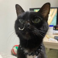 まつこ (@wzslbcbzykbsfwz) 's Twitter Profile