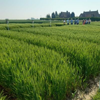 Chef marché céréales, protéagineux et soja #RAGT, #RAGTSemences, Chef produits #avoine, #protéagineux, #pois, #féverole