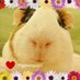piggiepigpigs (@piggiepigpigs) Twitter profile photo piggiepigpigs (@piggiepigpigs) Twitter profile photo