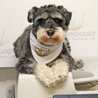 TechXerox (@techxerox) 's Twitter Profile