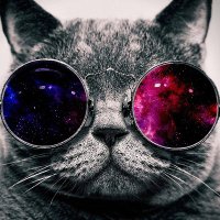 スーパーネコトパス (@necotopus) 's Twitter Profile