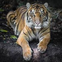 sajad (@sajad1101101) 's Twitter Profile