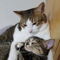 まっふん (@9ed6p) 's Twitter Profile