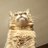 ねこです。のアイコン