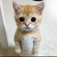 ملاك الظلام (@kpwuswcgyakfpu6) Twitter profile photo