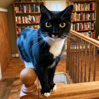 I’m a girl cat. Tuxedo’s are cool. So are bow ties. Please send chicken..or shrimp.