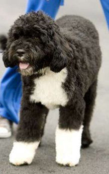 AdognamedBo's profile picture. I was a simple dog. Now I am the #1 Dog in America, the World, the Universe. Cats! Beware! #1 dog for the #hashtagmafia