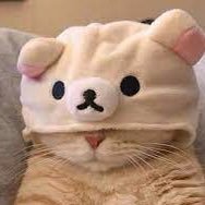 อยากเลี้ยงแมวววววววววさんのプロフィール画像