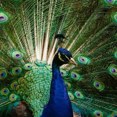 qualistanwnsvi's profile picture. Green