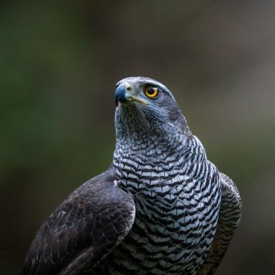 Speyside snaps (@chrispics1984) / Twitter Speyside snaps (@chrispics1984) / Twitter