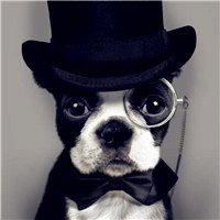 IzEh17O7ekiweq1's profile picture. 祝我不再参加演讲比赛