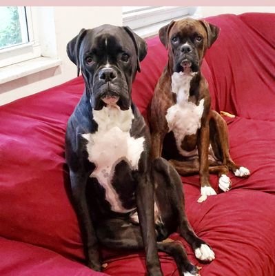 #Boxerdogs brother and sister. Ivy (brindle) and Zo (sealed). 68k on TikTok, MERCH - https://t.co/Bmr4MnsLtP
🐶 MarMar 🌈