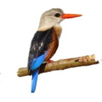 Birding Kenya (@birding_kenya) 's Twitter Profile