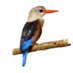 Birding Kenya (@Birding_kenya) Twitter profile photo