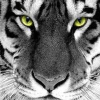 Jill Moran (@jillmoran_tpes) 's Twitter Profile