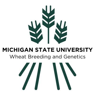 Wheat Breeding and Genetics at Michigan State University