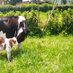 The Wise Farmer (@thewisefarmer1) Twitter profile photo The Wise Farmer (@thewisefarmer1) Twitter profile photo