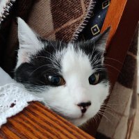 SwiStak 🌔 (@swistakus) 's Twitter Profile