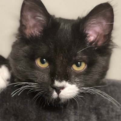 gxbriellxh's profile picture. 