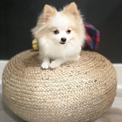 love my pom pom
follow the adventures of Lulu and her Pom