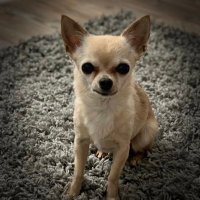 Angela Davies 🐶 (@angedave) 's Twitter Profile
