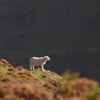 Siblinart's profile picture. @siblin@mastodon.art