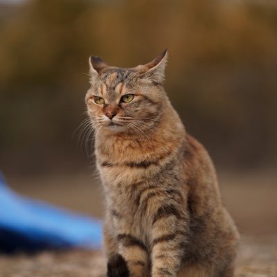 kkimura06730020's profile picture. 