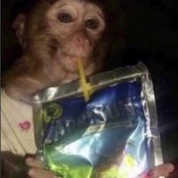 Monkey Capri DFS (@capridfs) 's Twitter Profile