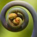 Brazilian Pteridologist Group (@ferns_brazil) Twitter profile photo Brazilian Pteridologist Group (@ferns_brazil) Twitter profile photo