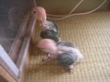 ズグロ、シロハラインコの繁殖