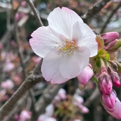 正しい事は正しいと発言致します。 悪い事は悪いと批判致します。 現代善悪が余りにも無知の為、溢れています。 私は何十代も前から先祖が日本に住んでいます。 右でも無く、左でも無く、普通の人間です。
