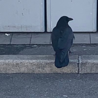 石蒜さんのプロフィール画像