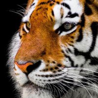 North Dover Elementary School (@north_dover) 's Twitter Profile Photo North Dover Elementary School (@north_dover) 's Twitter Profile Photo