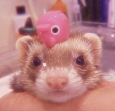 FuraoSnow's profile picture. letras Pt/Lit
mestra de rpg (mestrando atualmente)
19yo
gender fluid, pansexual 
paramore, kamaitachi 
curto ler, escrever, tocar instrumentos
gosto de flores.