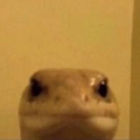 BadCulture (@procursive_) 's Twitter Profile Photo BadCulture (@procursive_) 's Twitter Profile Photo