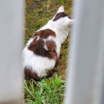 動物とくに猫好きです。
みんなに感謝です。やさしい世界になりますように。穏やかに過ごせる日がきますように。
いつも祈っているから、あなたがいつの日も笑顔であるように。あの日僕は咄嗟に嘘をついた
同じ空見上げるその日まで